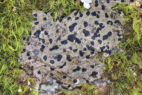 Lichen - Lecidea sp. Lichen with a tan thallus and black apothecia. Growing on a rock in a mostly deciduous forest with lots of oak, maple, and birch.

It may be Lecidea sp., but that is not confirmed.
 Geotagged,Spring,United States,fungus,lecidea,lichen