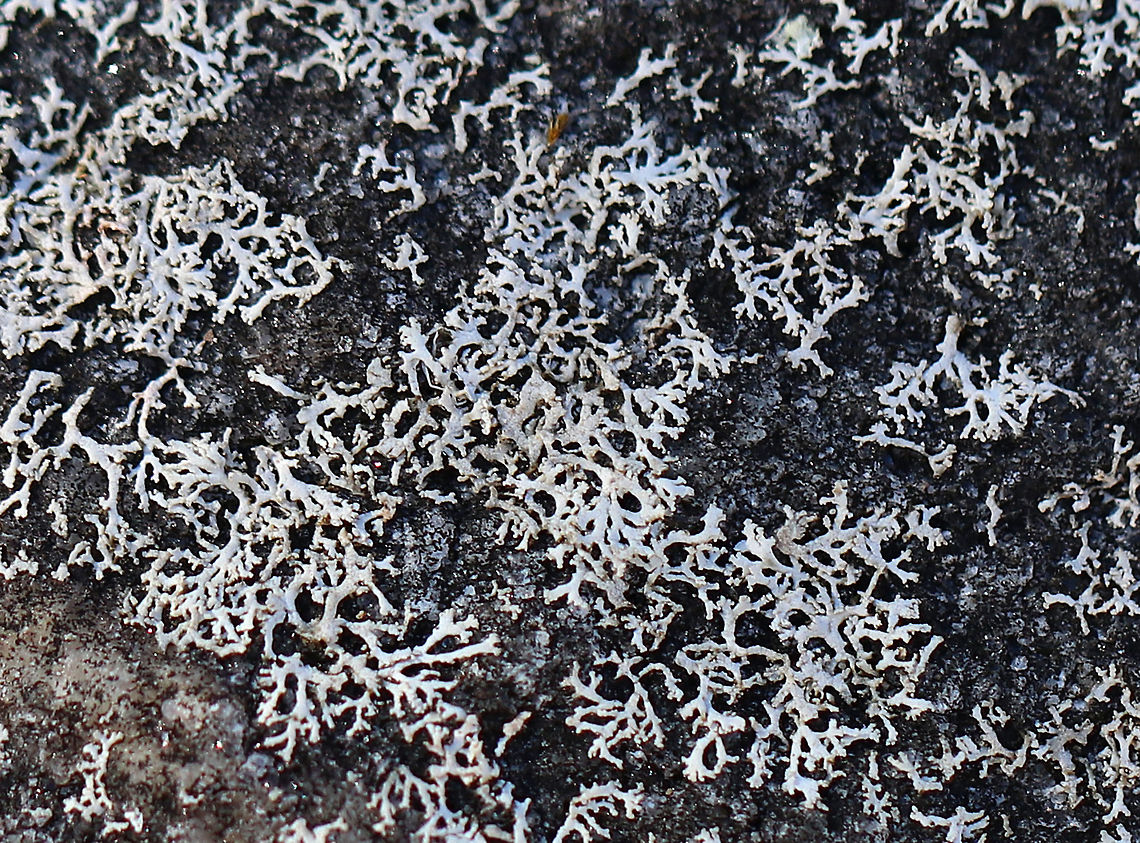 Physcia subtilis Lichen Tiny, whitish gray lichen growing on a rock in a mixed forest. Geotagged,Physcia,Physcia subtilis,United States,Winter,fungus,lichen