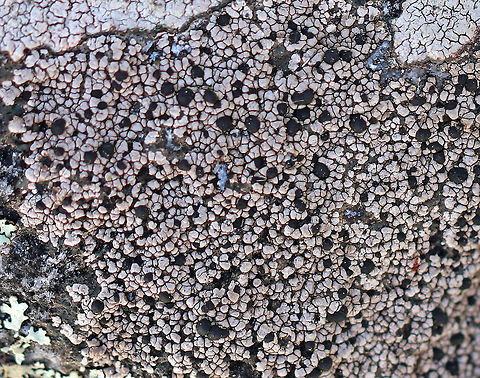 Rhizocarpon geminatum Gray, crustose thallus with black apothecia. Growing on a rock in a mixed forest. Geotagged,Rhizocarpon,Rhizocarpon geminatum,Twin Map Lichen,United States,Winter,fungus,lichen,map lichen,twin map lichen