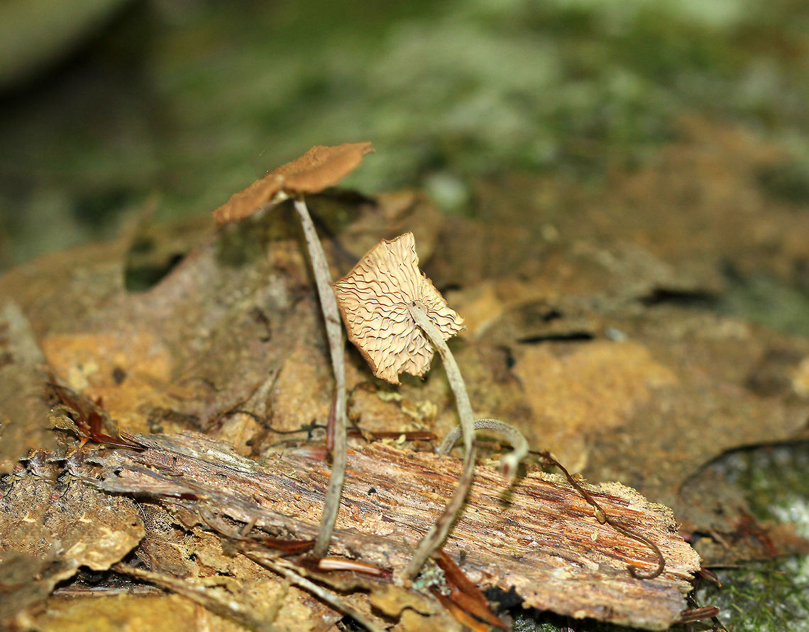 Gymnopus subnudus Caps were brown, dry, rough textured, and about 2-3cm across. Stems were grayish. Tan gills. These mushrooms were growing out from under a small piece of rotting wood in a deciduous forest. Fall,Geotagged,Gymnopus subnudus,LBM,United States,fungi,fungus,gymnopus,mushroom,mushrooms