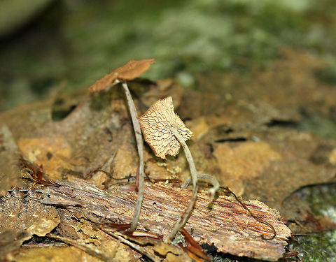 Gymnopus subnudus