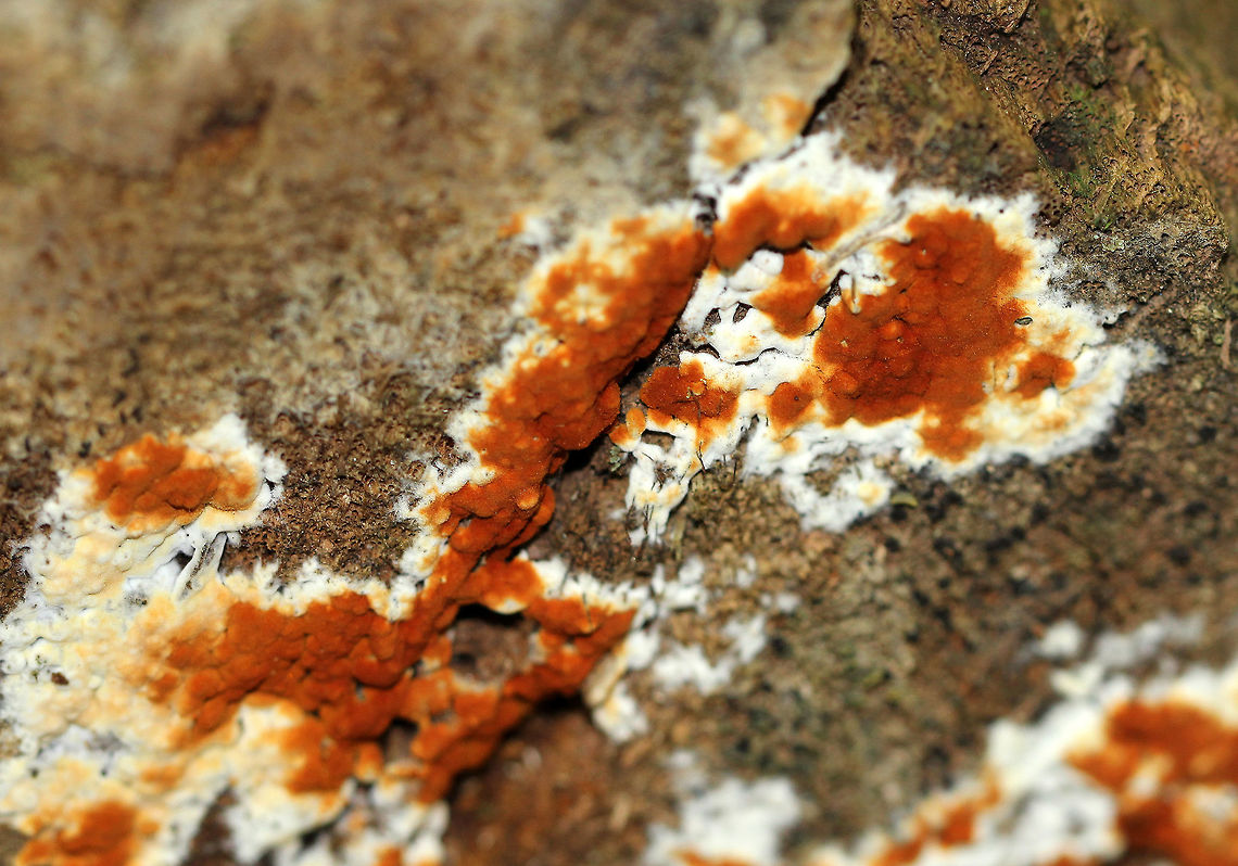 Botryobasidium aureum Brick red and white fungus growing on the end of a cut, rotting log. It had a soft texture.  Botryobasidium,Botryobasidium aureum,Fall,Geotagged,United States,fungi,fungus