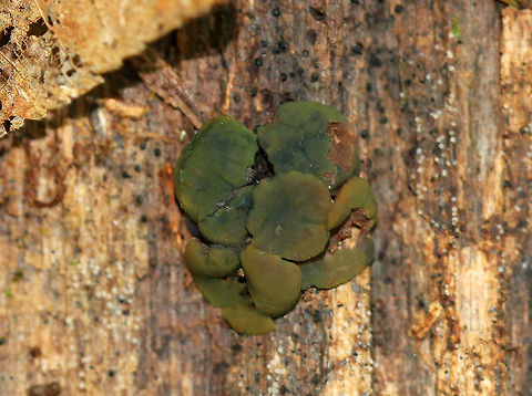 Chlorencoelia Fungus This cup fungi turns green/brown with age. So, this was a pretty old specimen.  It is either Chlorencoelia torta or Chlorencoelia versiformis, but the two cannot be distinguished without microscopy. Chlorencoelia,Chlorencoelia torta,Chlorencoelia versiformis,Geotagged,Summer,United States,fungi,fungus
