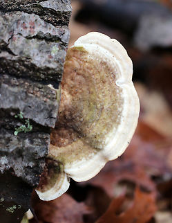Lumpy Bracket The top of the fruiting body had faded zones of cream and brown colors.  The pores were cream colored.  Geotagged,Lumpy Bracket,Lumpy bracket,Trametes,Trametes gibbosa,United States,Winter,bracket fungus,fungi,fungus