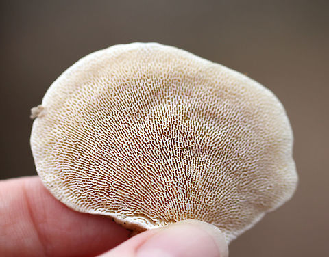 Lumpy Bracket Lovely, cream-colored, elongated pores! Geotagged,Lumpy Bracket,Lumpy bracket,Trametes gibbosa,United States,Winter,bracket fungus,fungi,fungus,trametes