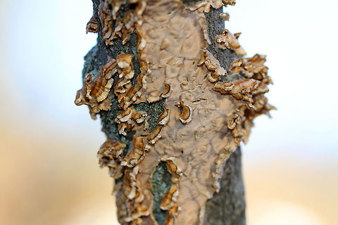 Ceramic Parchment Individual tan fruiting bodies were about 1-2 cm in size, and many were fused together. They had irregular shapes. No pores or stems were present.  Fall,Geotagged,Stereum,Stereum complicatum,Stereum rameale,United States,fungi,fungus
