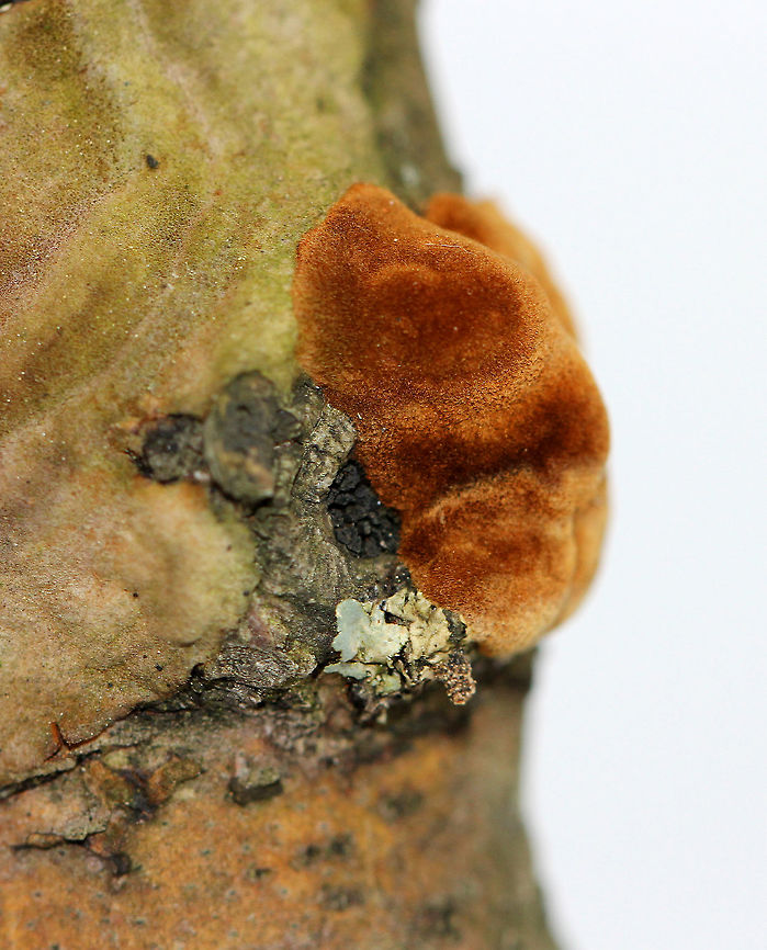 Hymenochaetopsis Olivacea Small, irregularly-shaped, brown fungus growing on a dead branch. It was very soft and fuzzy, and appears to be the early growth stage of  Hymenochaetopsis olivacea.  Growing in a mixed forest dominated by oak. Brown-toothed Crust Fungus,Geotagged,Hydnoporia olivacea,Hymenochaetopsis,Hymenochaetopsis Olivacea,United States,Winter,crust fungus,fungi,fungus