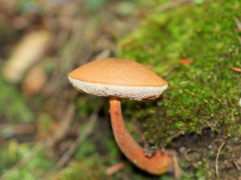 Graceful Bolete Velvety, pinkish red cap with incredibly soft and spongy pink-gray pores. Graceful stipe that was slightly darker than the cap. The stipe narrowed toward the apex and had longitudinal grooves.

This shot is so sadly blurry, but I've posted them anyway for the sake of documentation. Austroboletus,Austroboletus gracilis,Geotagged,Graceful Bolete,Summer,United States,bolete,fungi,fungus,mushroom