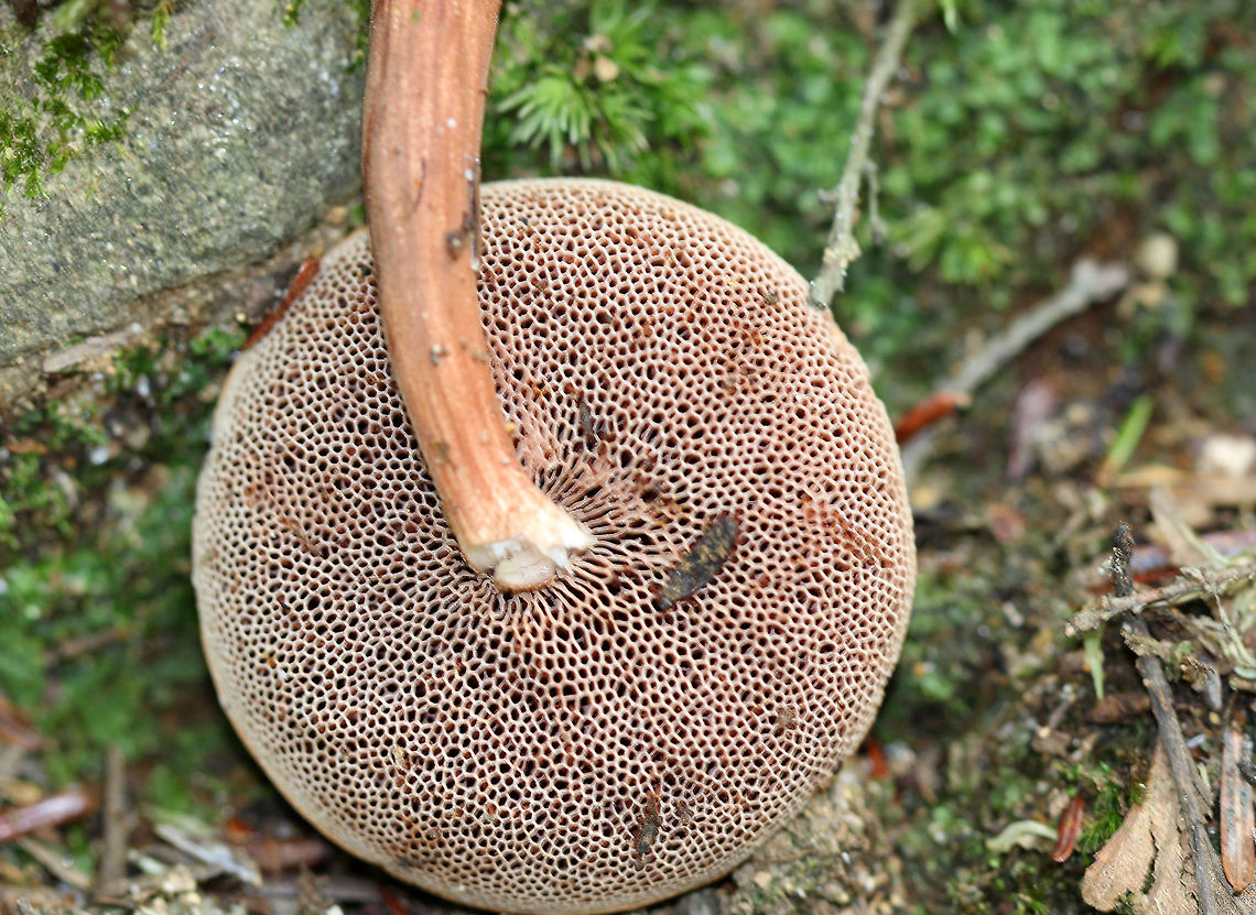 Graceful Bolete Velvety, pinkish red cap with incredibly soft and spongy pink-gray pores. Graceful stipe that was slightly darker than the cap. The stipe narrowed toward the apex and had longitudinal grooves.<br />
<br />
 This shot is so sadly blurry, but I&#039;ve posted them anyway for the sake of documentation.  Austroboletus,Austroboletus gracilis,Geotagged,Summer,United States,bolete,fungi,fungus,graceful bolete,mushroom