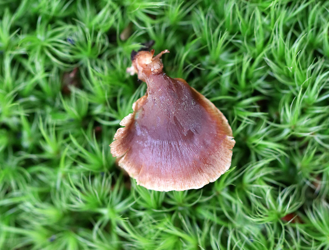 Veiled Panus The fruiting bodies were brown with a pale tan margin. They were clamshell-shaped and lacked a true stem. There was a white bloom on some of the caps. Gills were tan. Geotagged,Tectella patellaris,United States,Veiled Panus,Winter,fungi,fungus,mushroom,veiled panus