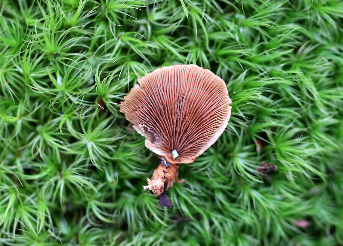 Veiled Panus The fruiting bodies were brown with a pale tan margin. They were clamshell-shaped and lacked a true stem. There was a white bloom on some of the caps. Gills were tan. Geotagged,Tectella patellaris,United States,Veiled Panus,Winter,fungi,fungus,mushroom,veiled panus