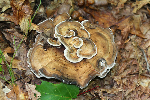 Fungus This large fungus was growing on the ground in a mixed forest (mostly oak, pine, birch). The entire fruiting body was at least 20 cm wide and looked like it had different tiers/levels. The nearest tree (oak) was about 15 feet away. The undersurface had really cool teeth/spines, which bruised a brownish red color. 

I don't have an ID for this fungus, but I think that it is either Mycorrhaphium sp. or Phellodon sp.

https://www.jungledragon.com/image/60207/fungus.html
https://www.jungledragon.com/image/60208/fungus.html Geotagged,Mycorrhaphium,Phellodon,Summer,United States,fungi,fungus,mushroom