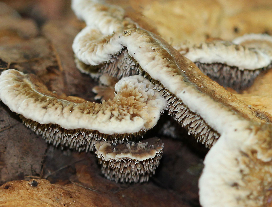 Fungus This large fungus was growing on the ground in a mixed forest (mostly oak, pine, birch). The entire fruiting body was at least 20 cm wide and looked like it had different tiers/levels. The nearest tree (oak) was about 15 feet away. The undersurface had really cool teeth/spines, which bruised a brownish red color. <br />
<br />
 I don't have an ID for this fungus, but I think that it is either Mycorrhaphium sp. or Phellodon sp. <br />
<br />
<figure class="photo"><a href="https://www.jungledragon.com/image/60206/fungus.html" title="Fungus"><img src="https://s3.amazonaws.com/media.jungledragon.com/images/3232/60206_thumb.jpg?AWSAccessKeyId=05GMT0V3GWVNE7GGM1R2&Expires=1769040010&Signature=kwI5ZHItfFZ%2B1XVh4odrXG1atwg%3D" width="200" height="134" alt="Fungus This large fungus was growing on the ground in a mixed forest (mostly oak, pine, birch). The entire fruiting body was at least 20 cm wide and looked like it had different tiers/levels. The nearest tree (oak) was about 15 feet away. The undersurface had really cool teeth/spines, which bruised a brownish red color. <br />
<br />
I don't have an ID for this fungus, but I think that it is either Mycorrhaphium sp. or Phellodon sp.<br />
<br />
https://www.jungledragon.com/image/60207/fungus.html<br />
https://www.jungledragon.com/image/60208/fungus.html Geotagged,Mycorrhaphium,Phellodon,Summer,United States,fungi,fungus,mushroom" /></a></figure><br />
<figure class="photo"><a href="https://www.jungledragon.com/image/60208/fungus.html" title="Fungus"><img src="https://s3.amazonaws.com/media.jungledragon.com/images/3232/60208_thumb.jpg?AWSAccessKeyId=05GMT0V3GWVNE7GGM1R2&Expires=1769040010&Signature=dHrxNwAwUVJVPso7AvDzzRFDP6A%3D" width="200" height="166" alt="Fungus This large fungus was growing on the ground in a mixed forest (mostly oak, pine, birch). The entire fruiting body was at least 20 cm wide and looked like it had different tiers/levels. The nearest tree (oak) was about 15 feet away. The undersurface had really cool teeth/spines, which bruised a brownish red color. <br />
<br />
 I don't have an ID for this fungus, but I think that it is either Mycorrhaphium sp. or Phellodon sp. <br />
<br />
https://www.jungledragon.com/image/60207/fungus.html<br />
https://www.jungledragon.com/image/60206/fungus.html Geotagged,Mycorrhaphium,Phellodon,Summer,United States,fungi,fungus,mushroom" /></a></figure> Geotagged,Mycorrhaphium,Phellodon,Summer,United States,fungi,fungus,mushroom