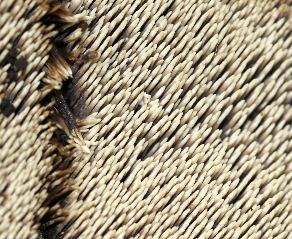 Fungus This large fungus was growing on the ground in a mixed forest (mostly oak, pine, birch). The entire fruiting body was at least 20 cm wide and looked like it had different tiers/levels. The nearest tree (oak) was about 15 feet away. The undersurface had really cool teeth/spines, which bruised a brownish red color. <br />
<br />
 I don't have an ID for this fungus, but I think that it is either Mycorrhaphium sp. or Phellodon sp. <br />
<br />
<figure class="photo"><a href="https://www.jungledragon.com/image/60207/fungus.html" title="Fungus"><img src="https://s3.amazonaws.com/media.jungledragon.com/images/3232/60207_thumb.jpg?AWSAccessKeyId=05GMT0V3GWVNE7GGM1R2&Expires=1769040010&Signature=I1dwuToOUAXW4B7szPFsQotuhS8%3D" width="200" height="154" alt="Fungus This large fungus was growing on the ground in a mixed forest (mostly oak, pine, birch). The entire fruiting body was at least 20 cm wide and looked like it had different tiers/levels. The nearest tree (oak) was about 15 feet away. The undersurface had really cool teeth/spines, which bruised a brownish red color. <br />
<br />
 I don't have an ID for this fungus, but I think that it is either Mycorrhaphium sp. or Phellodon sp. <br />
<br />
https://www.jungledragon.com/image/60206/fungus.html<br />
https://www.jungledragon.com/image/60208/fungus.html Geotagged,Mycorrhaphium,Phellodon,Summer,United States,fungi,fungus,mushroom" /></a></figure><br />
<figure class="photo"><a href="https://www.jungledragon.com/image/60206/fungus.html" title="Fungus"><img src="https://s3.amazonaws.com/media.jungledragon.com/images/3232/60206_thumb.jpg?AWSAccessKeyId=05GMT0V3GWVNE7GGM1R2&Expires=1769040010&Signature=kwI5ZHItfFZ%2B1XVh4odrXG1atwg%3D" width="200" height="134" alt="Fungus This large fungus was growing on the ground in a mixed forest (mostly oak, pine, birch). The entire fruiting body was at least 20 cm wide and looked like it had different tiers/levels. The nearest tree (oak) was about 15 feet away. The undersurface had really cool teeth/spines, which bruised a brownish red color. <br />
<br />
I don't have an ID for this fungus, but I think that it is either Mycorrhaphium sp. or Phellodon sp.<br />
<br />
https://www.jungledragon.com/image/60207/fungus.html<br />
https://www.jungledragon.com/image/60208/fungus.html Geotagged,Mycorrhaphium,Phellodon,Summer,United States,fungi,fungus,mushroom" /></a></figure> Geotagged,Mycorrhaphium,Phellodon,Summer,United States,fungi,fungus,mushroom