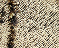 Fungus This large fungus was growing on the ground in a mixed forest (mostly oak, pine, birch). The entire fruiting body was at least 20 cm wide and looked like it had different tiers/levels. The nearest tree (oak) was about 15 feet away. The undersurface had really cool teeth/spines, which bruised a brownish red color. <br />
<br />
 I don't have an ID for this fungus, but I think that it is either Mycorrhaphium sp. or Phellodon sp. <br />
<br />
https://www.jungledragon.com/image/60207/fungus.html<br />
https://www.jungledragon.com/image/60206/fungus.html Geotagged,Mycorrhaphium,Phellodon,Summer,United States,fungi,fungus,mushroom