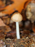 Deer Mushroom Light brown cap with some tiny darker brown “fibers”. White stipe and white, close gills. Growing on rotting birch in a deciduous forest.<br />
<br />
This mushroom is in the Pluteus cervinus group, but I'm not sure of the exact species.<br />
<br />
https://www.jungledragon.com/image/60210/deer_mushroom.html Fall,Geotagged,Pluteus,Pluteus cervinus,Pluteus cervinus group,United States,deer mushroom,fungus,mushroom