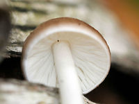 Deer Mushroom Light brown cap with some tiny darker brown &ldquo;fibers&rdquo;. White stipe and white, close gills. Growing on rotting birch in a deciduous forest.<br />
<br />
 This mushroom is in the Pluteus cervinus group, but I'm not sure of the exact species.<br />
<br />
https://www.jungledragon.com/image/60209/deer_mushroom.html Fall,Geotagged,Pluteus,Pluteus cervinus,Pluteus cervinus group,United States,deer mushroom,fungus,mushroom