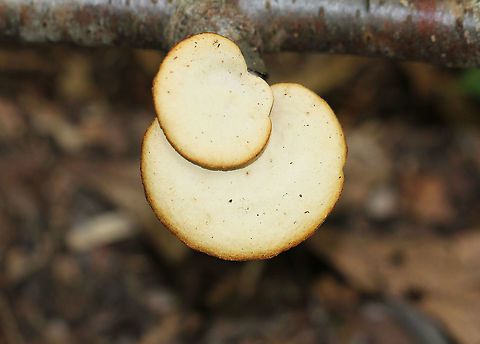 Blackfoot Polypore Flat, fan-shaped cap that was cream-yellow in color with brownish yellow around the margin. Pores were orange-brown, and the stipe was off center and black.

This species was formerly in the genus Polyporus, but was moved to Cerioporus in 2016.

https://www.jungledragon.com/image/60212/blackfoot_polypore.html Blackfoot Polypore,Blackfoot polypore,Cerioporus,Cerioporus leptocephalus,Geotagged,Polypore,Summer,United States,fungi,fungus,mushroom,mushrooms
