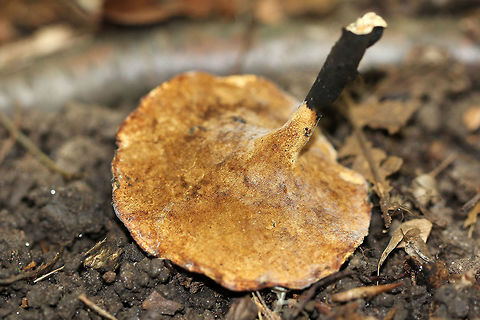 Blackfoot Polypore Flat, fan-shaped cap that was cream-yellow in color with brownish yellow around the margin. Pores were orange-brown, and the stipe was off center and black.

 This species was formerly in the genus Polyporus, but was moved to Cerioporus in 2016.

https://www.jungledragon.com/image/60211/blackfoot_polypore.html Blackfoot Polypore,Blackfoot polypore,Cerioporus leptocephalus,Geotagged,Polypore,Summer,United States,fungus,mushroom