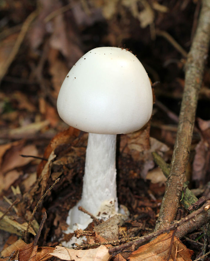 Destroying Angel If you eat this mushroom, you will most likely die. It&#039;s considered to be the deadliest mushroom in North America. The &quot;Destroying Angel&quot; has definitely earned its common name. The &quot;angel&quot; part of its name refers to its pure white color and classically beautiful structure. The &quot;destroying&quot; part of its name refers to its truly deadly chemical composition. This mushroom was pure white with a smooth, bald, bell-shaped cap. The stipe was somewhat shaggy and had a bulb at the base. Gills were close and free.<br />
<br />
Destroying Angels are abounding with mycotoxins. The main type of mycotoxin that they contain are called amatoxins. Destroying Angels can contain up to three kinds of amatoxins: beta-Amanitin, alpha-Amanitin, and/or gamma-Amanitin. None of these are good for you, but alpha-Amanitin is definitely the worst of the three. It gets easily absorbed into your body and only takes 0.1 mg for every kg of body weight to kill you. Since each mushroom contains up to 12 mg, it&#039;s pretty easy to get a deadly dose. Alpha-Amanitin is an insidious toxin as it prevents your body from copying DNA into new cells, which means your body can&#039;t make any new cells. There are three main stages after ingestion. The first is INCUBATION. This stage is asymptomatic and lasts from 6 -12 hours after eating the mushroom. The second stage is GASTROINTESTINAL. This stage is characterized by terrible stomach pain, vomiting, and diarrhea. It lasts for about 24 hours, after which time things calm down and you feel better for anywhere from 24-48 hours. This, however, is a false remission. The third stage is the CYTOTOXIC stage: This is when the mushroom truly begins to kill you. During this stage, your body will not able to replace dying cells because the toxin prevents you from transcribing DNA. This is bad news for your liver, because cell death and replacement happens very quickly in the liver. Over the next 24-48 hours, your liver will die. Once your liver dies, your kidneys will go as well. If untreated, you will probably die at this point. With treatment, many people usually die anyway unless they can get a liver transplant, or were able to obtain other heroic measures during the early stages of infection. So, the lesson is: don&#039;t mess with this beauty because looks can surely be deceiving. Amanita bisporigera,Destroying Angel,Eastern North American destroying angel,Geotagged,Summer,United States,amanita,death cap,fungus,mushroom,white mushroom