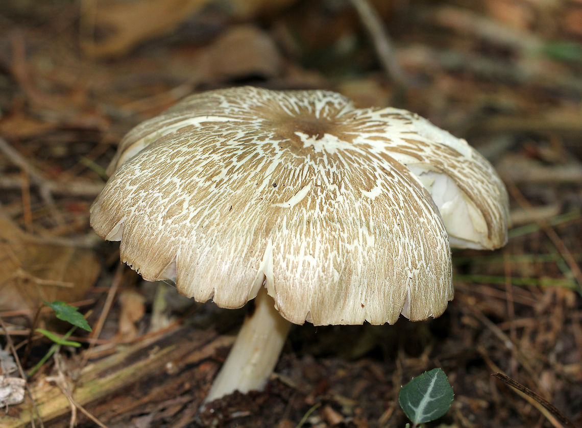 Megacollybia subfurfuracea Large mushroom with a cracked cap and eroded, marginate gills.  It was growing alone on the ground in a mostly coniferous forest with lots of hemlock and pine. Geotagged,Megacollybia,Megacollybia subfurfuracea,Summer,United States,fungus,mushroom