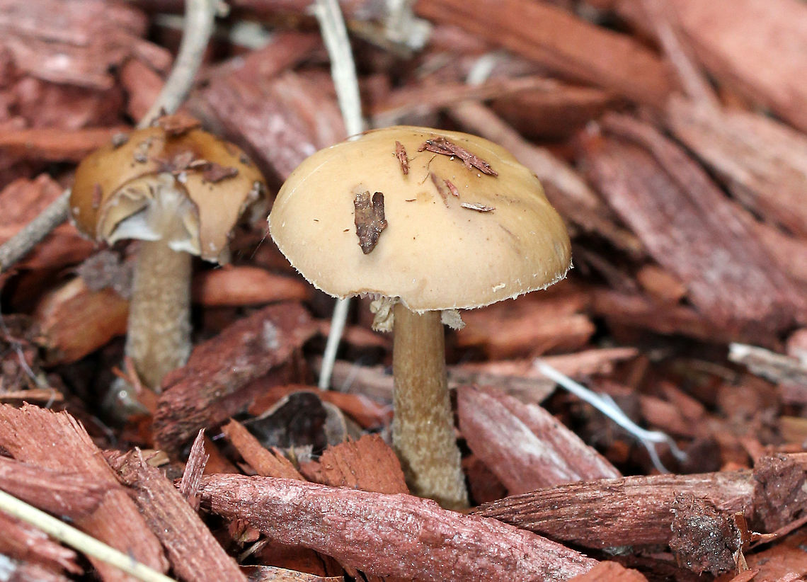Agrocybe praecox Mushrooms in this complex have brown spore prints, yellowish brown caps, and partial veils that leave fragments hanging from the cap margins. Stipes are brown and shaggy.  I found these mushrooms growing in mulch in a rural, backyard garden. Agrocybe,Agrocybe praecox,Geotagged,Summer,United States,fungus,mushroom