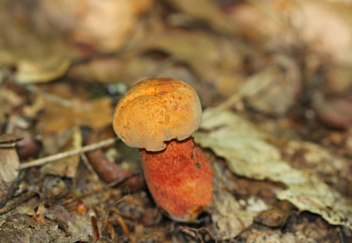 Red-mouth Bolete Small bolete growing on the ground in a deciduous forest. The stipe was reddish with some brown streaks. The cap was orange and had some tan around the margin. The stem, flesh, and pores immediately bruised a dramatic blue when I knocked it over. Boletus,Geotagged,Red-mouth Bolete,Summer,United States,bolete,fungus,mushroom