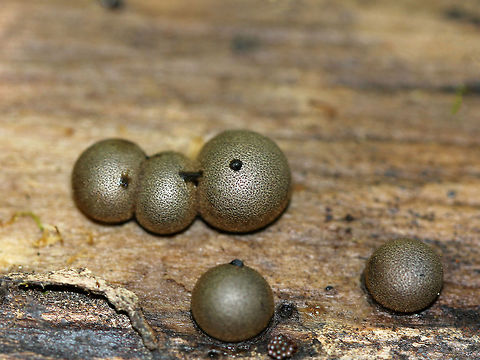 Wolf's Milk Mature, olive-brown aethalia growing in a small cluster on decorticated wood. Fall,Geotagged,Lycogala,Lycogala epidendrum,United States,Wolf's milk,slime mold,wolf's milk