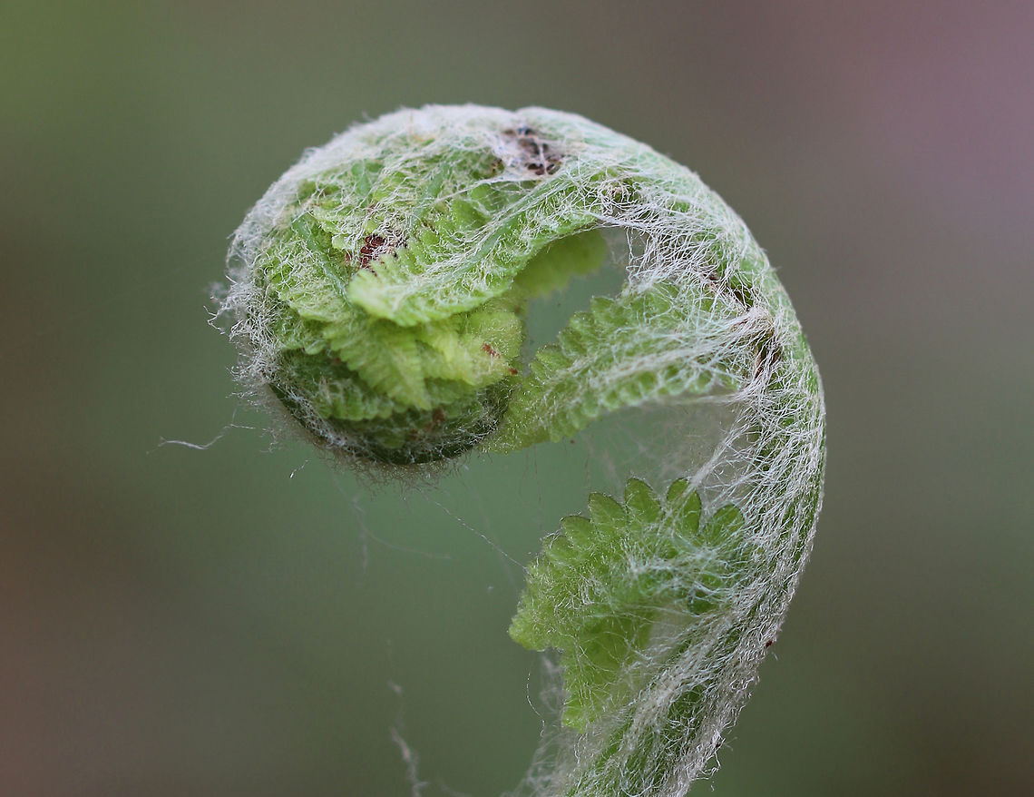 Cinnamon Fern - Osmundastrum cinnamomeum Hairy fiddlehead of a cinnamon fern! They were growing in clumps on the side of a pond.<br />
<figure class="photo"><a href="https://www.jungledragon.com/image/60300/cinnamon_fern_-_osmundastrum_cinnamomeum.html" title="Cinnamon Fern - Osmundastrum cinnamomeum"><img src="https://s3.amazonaws.com/media.jungledragon.com/images/3232/60300_thumb.jpg?AWSAccessKeyId=05GMT0V3GWVNE7GGM1R2&Expires=1769040010&Signature=ddkq%2FbLKUnS%2BYQ7a91pWAWxeDoQ%3D" width="200" height="160" alt="Cinnamon Fern - Osmundastrum cinnamomeum Cinnamon ferns have hairy stalks and the fertile pinnae are located on a single frond. The pinnae turn brown with age.<br />
<br />
They were growing in clumps on the side of a pond.<br />
https://www.jungledragon.com/image/60298/cinnamon_fern.html<br />
https://www.jungledragon.com/image/71745/cinnamon_fern_-_osmundastrum_cinnamomeum.html<br />
https://www.jungledragon.com/image/71746/cinnamon_fern_-_osmundastrum_cinnamomeum.html<br />
https://www.jungledragon.com/image/71747/cinnamon_fern_-_osmundastrum_cinnamomeum.html Cinnamon Fern,Geotagged,Osmundastrum cinnamomeum,Spring,United States,fern" /></a></figure><br />
<figure class="photo"><a href="https://www.jungledragon.com/image/71745/cinnamon_fern_-_osmundastrum_cinnamomeum.html" title="Cinnamon Fern - Osmundastrum cinnamomeum"><img src="https://s3.amazonaws.com/media.jungledragon.com/images/3232/71745_thumb.jpg?AWSAccessKeyId=05GMT0V3GWVNE7GGM1R2&Expires=1769040010&Signature=jzCDa9OVcVRrPEJdnEWJgyK%2Bp44%3D" width="122" height="152" alt="Cinnamon Fern - Osmundastrum cinnamomeum Hairy fiddlehead of a cinnamon fern! They were growing in clumps on the side of a pond.<br />
https://www.jungledragon.com/image/60298/cinnamon_fern.html<br />
https://www.jungledragon.com/image/60300/cinnamon_fern.html<br />
https://www.jungledragon.com/image/71746/cinnamon_fern_-_osmundastrum_cinnamomeum.html<br />
https://www.jungledragon.com/image/71747/cinnamon_fern_-_osmundastrum_cinnamomeum.html Cinnamon Fern,Geotagged,Osmundastrum cinnamomeum,Spring,United States" /></a></figure><br />
<figure class="photo"><a href="https://www.jungledragon.com/image/71746/cinnamon_fern_-_osmundastrum_cinnamomeum.html" title="Cinnamon Fern - Osmundastrum cinnamomeum"><img src="https://s3.amazonaws.com/media.jungledragon.com/images/3232/71746_thumb.jpg?AWSAccessKeyId=05GMT0V3GWVNE7GGM1R2&Expires=1769040010&Signature=M8XVNHw1rbUw2FG0DSrasEyLLvU%3D" width="112" height="152" alt="Cinnamon Fern - Osmundastrum cinnamomeum cinnamon ferns! They were growing in clumps on the side of a pond.<br />
https://www.jungledragon.com/image/60298/cinnamon_fern.html<br />
https://www.jungledragon.com/image/60300/cinnamon_fern.html<br />
https://www.jungledragon.com/image/71745/cinnamon_fern_-_osmundastrum_cinnamomeum.html<br />
https://www.jungledragon.com/image/71747/cinnamon_fern_-_osmundastrum_cinnamomeum.html Cinnamon Fern,Geotagged,Osmundastrum cinnamomeum,Spring,United States,fern" /></a></figure><br />
<figure class="photo"><a href="https://www.jungledragon.com/image/71747/cinnamon_fern_-_osmundastrum_cinnamomeum.html" title="Cinnamon Fern - Osmundastrum cinnamomeum"><img src="https://s3.amazonaws.com/media.jungledragon.com/images/3232/71747_thumb.jpg?AWSAccessKeyId=05GMT0V3GWVNE7GGM1R2&Expires=1769040010&Signature=aemTH9D7wpAbILiyEaCx4SS0mpI%3D" width="200" height="152" alt="Cinnamon Fern - Osmundastrum cinnamomeum Cinnamon ferns! They were growing in clumps on the side of a pond.<br />
https://www.jungledragon.com/image/60298/cinnamon_fern.html<br />
https://www.jungledragon.com/image/60300/cinnamon_fern.html<br />
https://www.jungledragon.com/image/71745/cinnamon_fern_-_osmundastrum_cinnamomeum.html<br />
https://www.jungledragon.com/image/71746/cinnamon_fern_-_osmundastrum_cinnamomeum.html Cinnamon Fern,Geotagged,Osmundastrum cinnamomeum,Spring,United States" /></a></figure><br />
 Cinnamon Fern,Geotagged,Osmundastrum,Osmundastrum cinnamomeum,Spring,United States,fern
