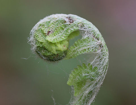 Cinnamon Fern - Osmundastrum cinnamomeum Hairy fiddlehead of a cinnamon fern! They were growing in clumps on the side of a pond.
https://www.jungledragon.com/image/60300/cinnamon_fern.html
https://www.jungledragon.com/image/71745/cinnamon_fern_-_osmundastrum_cinnamomeum.html
https://www.jungledragon.com/image/71746/cinnamon_fern_-_osmundastrum_cinnamomeum.html
https://www.jungledragon.com/image/71747/cinnamon_fern_-_osmundastrum_cinnamomeum.html
 Cinnamon Fern,Geotagged,Osmundastrum,Osmundastrum cinnamomeum,Spring,United States,fern