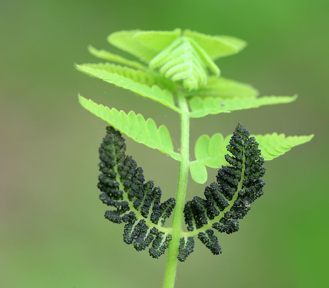 Interrupted Fern This species gets its common name from the distinct interruptions present in the center of the fronds, which are caused by the fertile pinnae. Geotagged,Interrupted Fern,Osmunda claytoniana,Spring,United States,fern