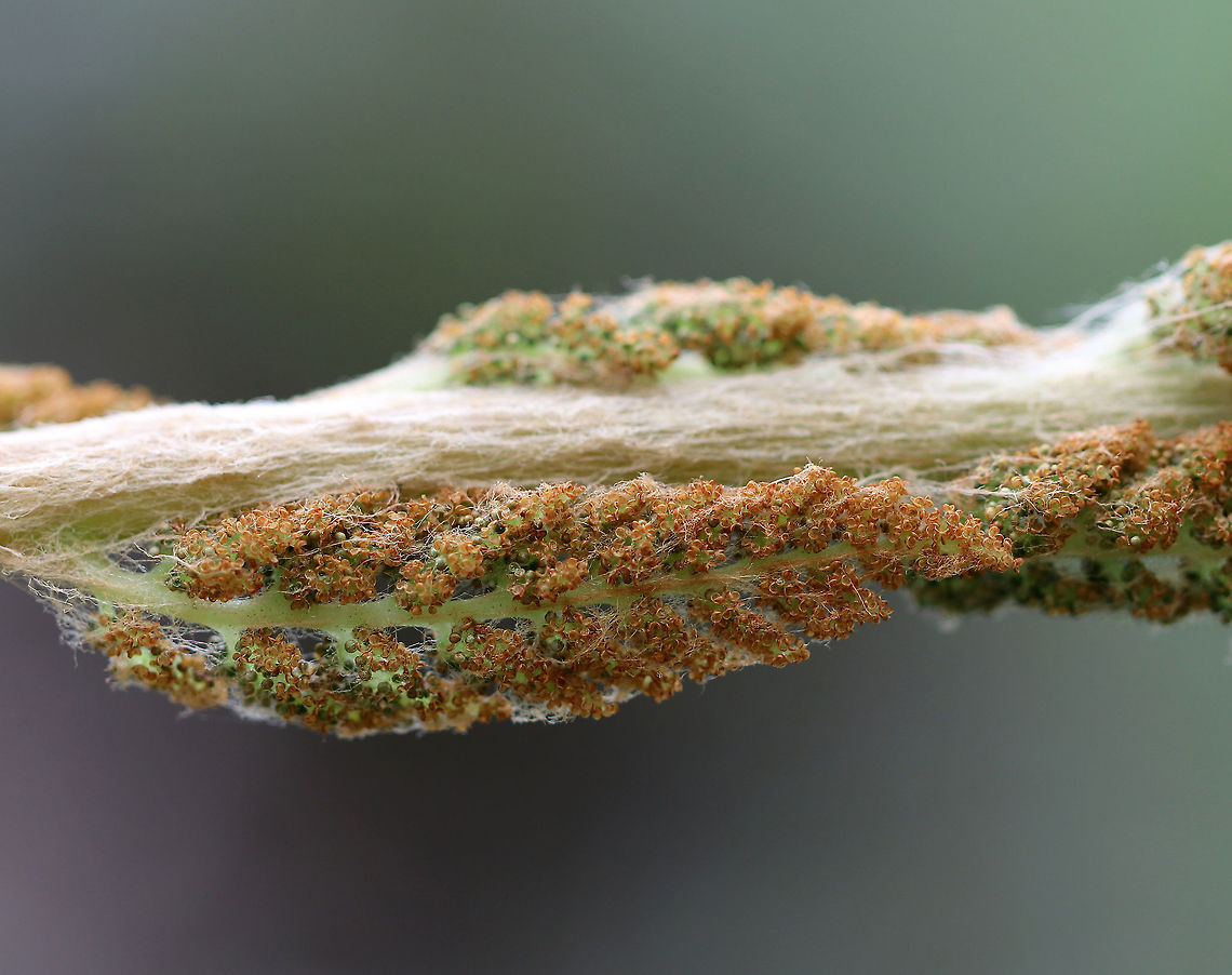 Cinnamon Fern - Osmundastrum cinnamomeum Cinnamon ferns have hairy stalks and the fertile pinnae are located on a single frond. The pinnae turn brown with age.<br />
<br />
They were growing in clumps on the side of a pond.<br />
<figure class="photo"><a href="https://www.jungledragon.com/image/60298/cinnamon_fern_-_osmundastrum_cinnamomeum.html" title="Cinnamon Fern - Osmundastrum cinnamomeum"><img src="https://s3.amazonaws.com/media.jungledragon.com/images/3232/60298_thumb.jpg?AWSAccessKeyId=05GMT0V3GWVNE7GGM1R2&Expires=1769040010&Signature=wxwvJzabvKp%2BDdNbuZP1ccUDkmQ%3D" width="200" height="156" alt="Cinnamon Fern - Osmundastrum cinnamomeum Hairy fiddlehead of a cinnamon fern! They were growing in clumps on the side of a pond.<br />
https://www.jungledragon.com/image/60300/cinnamon_fern.html<br />
https://www.jungledragon.com/image/71745/cinnamon_fern_-_osmundastrum_cinnamomeum.html<br />
https://www.jungledragon.com/image/71746/cinnamon_fern_-_osmundastrum_cinnamomeum.html<br />
https://www.jungledragon.com/image/71747/cinnamon_fern_-_osmundastrum_cinnamomeum.html<br />
 Cinnamon Fern,Geotagged,Osmundastrum,Osmundastrum cinnamomeum,Spring,United States,fern" /></a></figure><br />
<figure class="photo"><a href="https://www.jungledragon.com/image/71745/cinnamon_fern_-_osmundastrum_cinnamomeum.html" title="Cinnamon Fern - Osmundastrum cinnamomeum"><img src="https://s3.amazonaws.com/media.jungledragon.com/images/3232/71745_thumb.jpg?AWSAccessKeyId=05GMT0V3GWVNE7GGM1R2&Expires=1769040010&Signature=jzCDa9OVcVRrPEJdnEWJgyK%2Bp44%3D" width="122" height="152" alt="Cinnamon Fern - Osmundastrum cinnamomeum Hairy fiddlehead of a cinnamon fern! They were growing in clumps on the side of a pond.<br />
https://www.jungledragon.com/image/60298/cinnamon_fern.html<br />
https://www.jungledragon.com/image/60300/cinnamon_fern.html<br />
https://www.jungledragon.com/image/71746/cinnamon_fern_-_osmundastrum_cinnamomeum.html<br />
https://www.jungledragon.com/image/71747/cinnamon_fern_-_osmundastrum_cinnamomeum.html Cinnamon Fern,Geotagged,Osmundastrum cinnamomeum,Spring,United States" /></a></figure><br />
<figure class="photo"><a href="https://www.jungledragon.com/image/71746/cinnamon_fern_-_osmundastrum_cinnamomeum.html" title="Cinnamon Fern - Osmundastrum cinnamomeum"><img src="https://s3.amazonaws.com/media.jungledragon.com/images/3232/71746_thumb.jpg?AWSAccessKeyId=05GMT0V3GWVNE7GGM1R2&Expires=1769040010&Signature=M8XVNHw1rbUw2FG0DSrasEyLLvU%3D" width="112" height="152" alt="Cinnamon Fern - Osmundastrum cinnamomeum cinnamon ferns! They were growing in clumps on the side of a pond.<br />
https://www.jungledragon.com/image/60298/cinnamon_fern.html<br />
https://www.jungledragon.com/image/60300/cinnamon_fern.html<br />
https://www.jungledragon.com/image/71745/cinnamon_fern_-_osmundastrum_cinnamomeum.html<br />
https://www.jungledragon.com/image/71747/cinnamon_fern_-_osmundastrum_cinnamomeum.html Cinnamon Fern,Geotagged,Osmundastrum cinnamomeum,Spring,United States,fern" /></a></figure><br />
<figure class="photo"><a href="https://www.jungledragon.com/image/71747/cinnamon_fern_-_osmundastrum_cinnamomeum.html" title="Cinnamon Fern - Osmundastrum cinnamomeum"><img src="https://s3.amazonaws.com/media.jungledragon.com/images/3232/71747_thumb.jpg?AWSAccessKeyId=05GMT0V3GWVNE7GGM1R2&Expires=1769040010&Signature=aemTH9D7wpAbILiyEaCx4SS0mpI%3D" width="200" height="152" alt="Cinnamon Fern - Osmundastrum cinnamomeum Cinnamon ferns! They were growing in clumps on the side of a pond.<br />
https://www.jungledragon.com/image/60298/cinnamon_fern.html<br />
https://www.jungledragon.com/image/60300/cinnamon_fern.html<br />
https://www.jungledragon.com/image/71745/cinnamon_fern_-_osmundastrum_cinnamomeum.html<br />
https://www.jungledragon.com/image/71746/cinnamon_fern_-_osmundastrum_cinnamomeum.html Cinnamon Fern,Geotagged,Osmundastrum cinnamomeum,Spring,United States" /></a></figure> Cinnamon Fern,Geotagged,Osmundastrum cinnamomeum,Spring,United States,fern