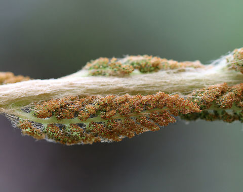 Cinnamon Fern - Osmundastrum cinnamomeum Cinnamon ferns have hairy stalks and the fertile pinnae are located on a single frond. The pinnae turn brown with age.

They were growing in clumps on the side of a pond.
https://www.jungledragon.com/image/60298/cinnamon_fern.html
https://www.jungledragon.com/image/71745/cinnamon_fern_-_osmundastrum_cinnamomeum.html
https://www.jungledragon.com/image/71746/cinnamon_fern_-_osmundastrum_cinnamomeum.html
https://www.jungledragon.com/image/71747/cinnamon_fern_-_osmundastrum_cinnamomeum.html Cinnamon Fern,Geotagged,Osmundastrum cinnamomeum,Spring,United States,fern