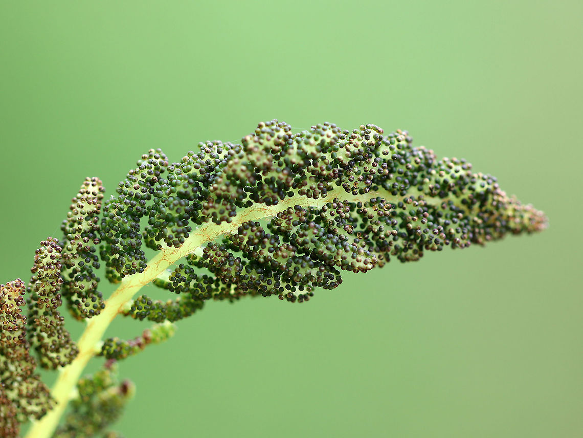Interrupted Fern This species gets its common name from the distinct interruptions present in the center of the fronds, which are caused by the fertile pinnae.<br />
<br />
 They were growing in clumps on the side of a pond.  Interrupted Fern,Osmunda claytoniana,fern,interrupted fern