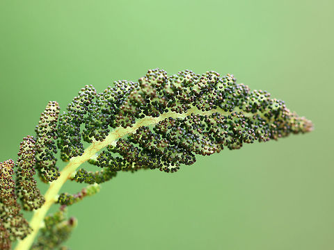 Interrupted Fern This species gets its common name from the distinct interruptions present in the center of the fronds, which are caused by the fertile pinnae.

 They were growing in clumps on the side of a pond.  Interrupted Fern,Osmunda claytoniana,fern,interrupted fern