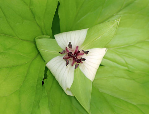 Nodding Trillium Nodding trillium is a white-flowered trillium, and is called "nodding" because the flowers nod (hang downwards), and are often concealed by the leaves.  Geotagged,Nodding Trillium,Nodding trillium,Spring,Trillium,Trillium cernuum,United States,nodding wakerobin,whip-poor-will flower