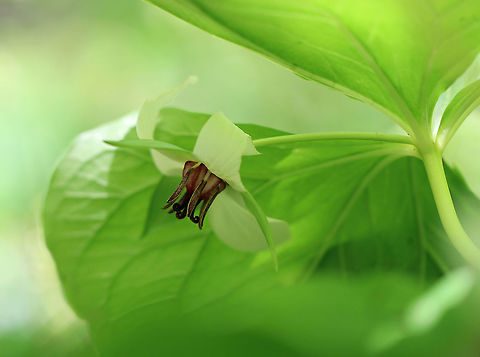 Nodding Trillium Nodding trillium is a white-flowered trillium, and is called "nodding" because the flowers nod (hang downwards), and are often concealed by the leaves. Geotagged,Nodding Trillium,Nodding trillium,Spring,Trillium,Trillium cernuum,United States,nodding wakerobin