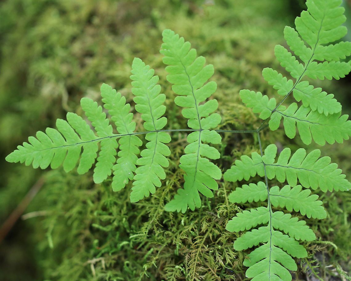 Northern Oak Fern A delicate and uncommon fern.  It is an indicator species for wetlands.  Geotagged,Gymnocarpium dryopteris,Spring,United States,fern,northern oak fern,oak fern
