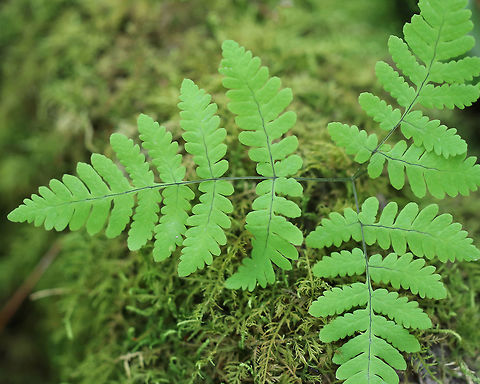 Western oakfern