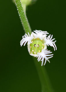 Bishop's Cap These plants have TINY, dainty, fringed flower petals. The flowers are cup-like and have tiny black seeds nestled inside. Bishop's Cap,Geotagged,Mitella diphylla,Spring,United States