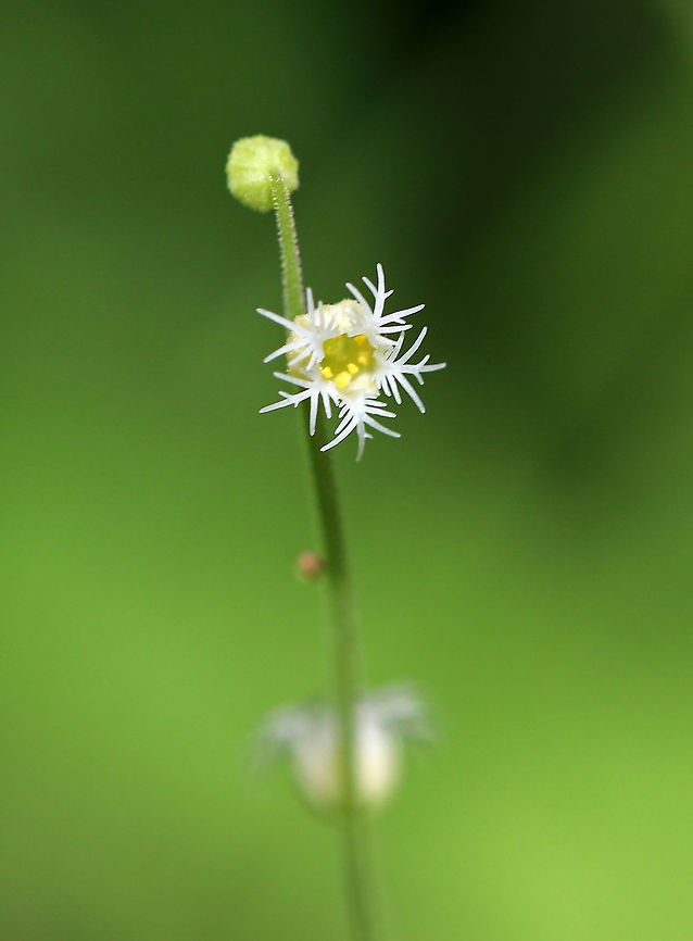 Bishop's Cap These plants have TINY, dainty, fringed flower petals. The flowers are cup-like and have tiny black seeds nestled inside. Bishop's Cap,Geotagged,Mitella diphylla,Spring,United States,flower,white,wildflower