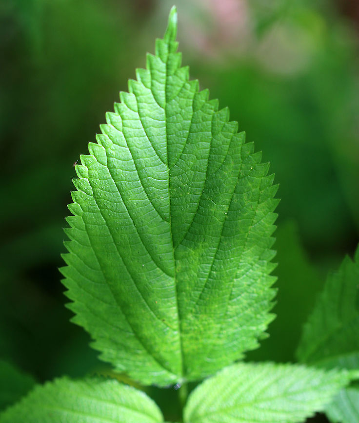 Wood Nettle A native nettle species, unlike the similar stinging nettle, which is invasive.  The hairs on the plant cause a painful burning, stinging sensation, sometimes with barbs left in the skin. The skin can turn red and blister, and blisters can last for several days. Unfortunately, I felt this plant before I saw it. Geotagged,Laportea canadensis,Spring,United States,canada wood nettle,laportea canadensis,nettle,wood nettle