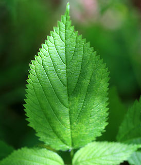 Wood Nettle A native nettle species, unlike the similar stinging nettle, which is invasive.  The hairs on the plant cause a painful burning, stinging sensation, sometimes with barbs left in the skin. The skin can turn red and blister, and blisters can last for several days. Unfortunately, I felt this plant before I saw it. Geotagged,Laportea canadensis,Spring,United States,canada wood nettle,laportea canadensis,nettle,wood nettle