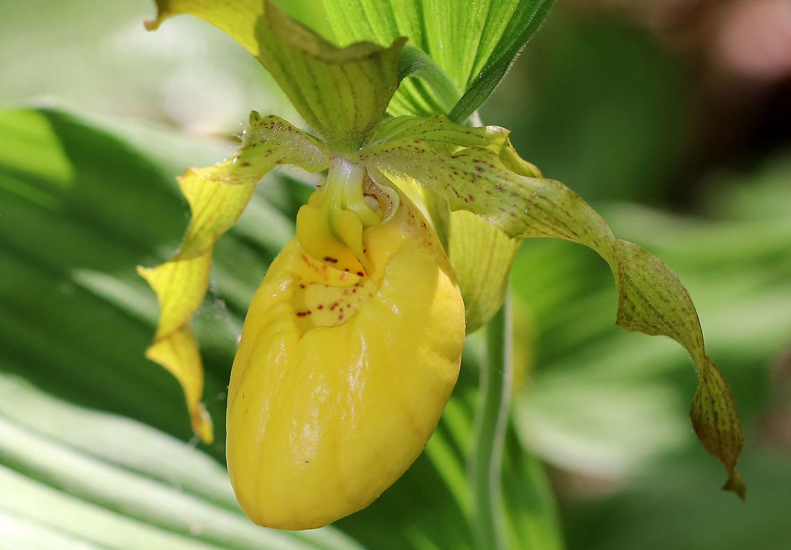 Greater Yellow Lady's Slipper Large, yellow flower on the end of a leafy stalk. Flowers have an inflated, yellow, pouch-shaped lip petal. <br />
 This flower is listed as &quot;Exploitably Vulnerable&quot; in New York. This designation means that this species is likely to become threatened in the near future throughout its range if causal factors continue unchecked.  Cypripedium parviflorum,Geotagged,Greater Yellow Lady's Slipper,Lady's Slipper,Spring,United States,flower,orchid,wildflower,yellow