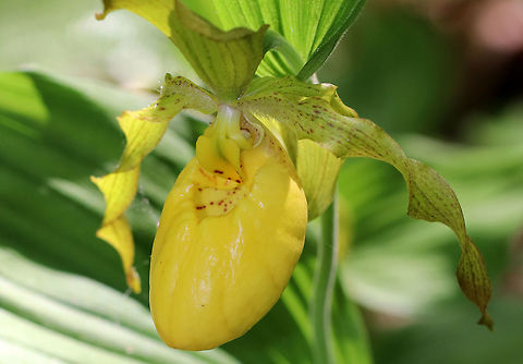 Greater Yellow Lady's Slipper Large, yellow flower on the end of a leafy stalk. Flowers have an inflated, yellow, pouch-shaped lip petal. 
 This flower is listed as "Exploitably Vulnerable" in New York. This designation means that this species is likely to become threatened in the near future throughout its range if causal factors continue unchecked.  Cypripedium parviflorum,Geotagged,Greater Yellow Lady's Slipper,Lady's Slipper,Spring,United States,flower,orchid,wildflower,yellow