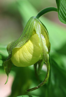 Greater Yellow Lady's Slipper Large, yellow flower on the end of a leafy stalk. Flowers have an inflated, yellow, pouch-shaped lip petal. 
 This flower is listed as "Exploitably Vulnerable" in New York. This designation means that this species is likely to become threatened in the near future throughout its range if causal factors continue unchecked.  Cypripedium parviflorum,Geotagged,Greater Yellow Lady's Slipper,Lady's Slipper,Spring,United States,Yellow Lady's Slipper,flower,orchid,wildflower,yellow