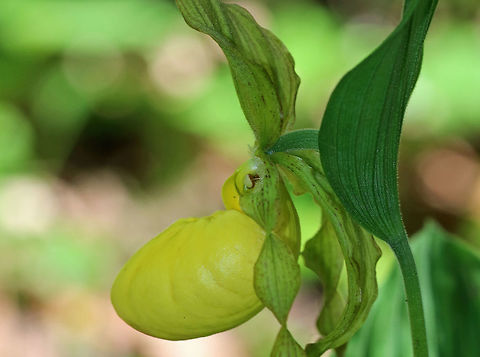 Greater Yellow Lady's Slipper Large, yellow flower on the end of a leafy stalk. Flowers have an inflated, yellow, pouch-shaped lip petal. 
 This flower is listed as "Exploitably Vulnerable" in New York. This designation means that this species is likely to become threatened in the near future throughout its range if causal factors continue unchecked.  Cypripedium parviflorum,Geotagged,Greater Yellow Lady's Slipper,Lady's Slipper,Spring,United States,Yellow Lady's Slipper,flower,orchid,wildflower,yellow