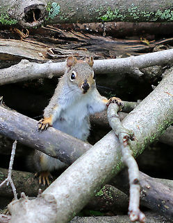 American Red Squirrel Small squirrel with reddish fur and a white venter. They are very noisy and highly territorial.

Red squirrels are known to tap sugar maple trees to harvest the sugar in the sap. To do this, they actually bite into the tree trunk in order to puncture the xylem.  American red squirrel,Geotagged,Spring,Tamiasciurus,Tamiasciurus hudsonicus,United States,red squirrel,squirrel