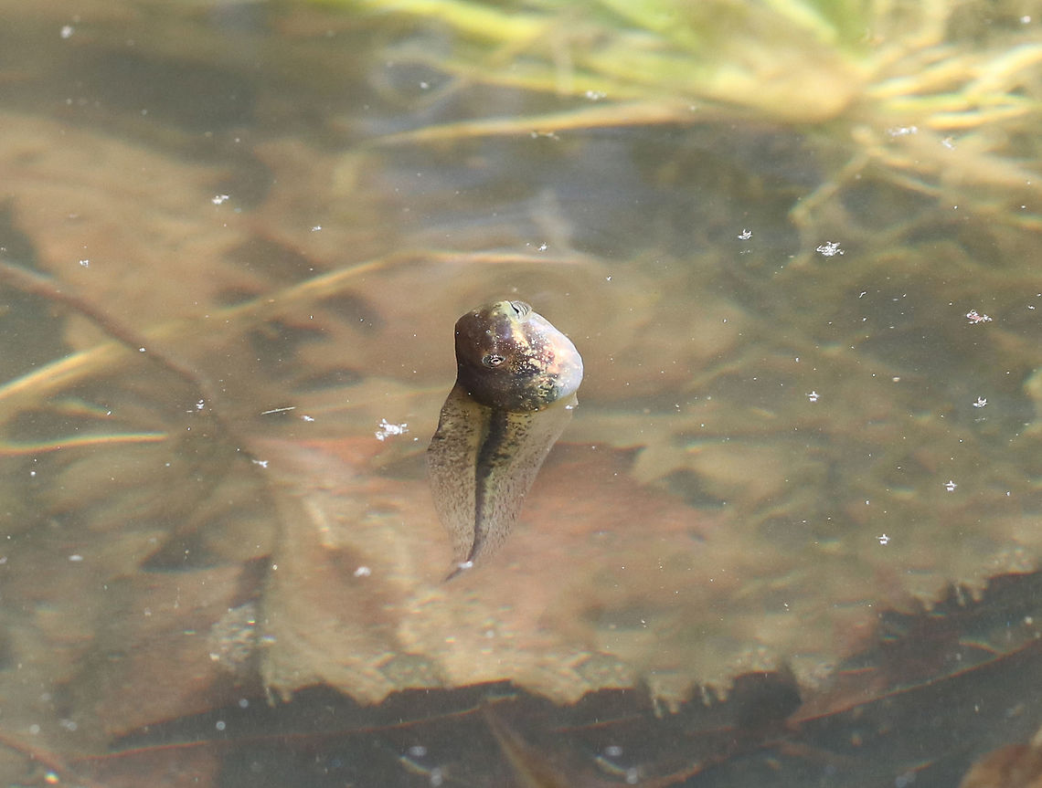 Green Frog Tadpole Gulping Air This behavior is a great adaptation and is also very cute. As the tadpoles develop and get close to developing legs, they no longer simply breathe with gills, but they also start surfacing to breathe air. Geotagged,Green Frog Tadpole Gulping Air,Green frog,Lithobates clamitans,Spring,United States,frog,green frog,green frog tadpole,tadpole
