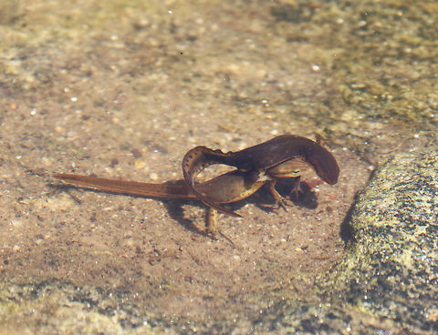 Eastern Newts - Mating The courtship for eastern newts begins when a male lures a female to him by wiggling his tail, which causes a enticing odor to be released. The male then positions himself on the female, gripping her sides just behind her forelegs with his hindlimbs and rubbing her snout with the side of his head. Males will deposit a sperm packet on the bottom of the pond and the female will proceed to pick it up with her cloaca, later using the sperm to fertilize her eggs.  This process may last several hours!

https://vimeo.com/271540432
 Eastern newt,Geotagged,Notophthalmus,Notophthalmus viridescens,Spring,United States,amplexus,eastern newt,mating eastern newts,mating salamanders,newt,salamanders